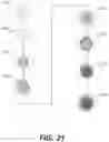 Fig. 12 - Scaffolding matrix with internal nanoparticles