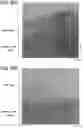 Fig. 31 - POSITIVE ELECTRODE ACTIVE MATERIAL PARTICLE AND MANUFACTURING METHOD OF POSITIVE ELECTRODE ACTIVE MATERIAL PARTICLE