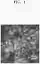 Fig. 02 - CATHODE MATERIAL, CATHODE INCLUDING THE SAME, AND LITHIUM-AIR BATTERY INCLUDING THE CATHODE