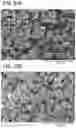 Fig. 24 - Positive Electrode Active Material Particle and Method for Manufacturing Positive Electrode Active Material Particle
