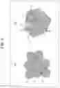 Fig. 05 - ALL-SOLID-STATE BATTERY AND METHOD FOR MANUFACTURING SAME