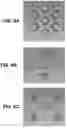 Fig. 07 - INTRALUMINAL NAVIGATION USING VIRTUAL SATELLITE TARGETS