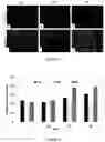 Fig. 07 - Medical and Dental Bioceramic Composition for Temporary Use