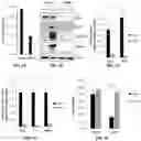 Fig. 02 - PERK AS A TARGET FOR VIRUS THERAPEUTICS