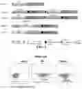 Fig. 02 - BCMA-TARGETING ENGINEERED IMMUNE CELL AND USE THEREOF