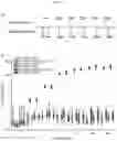 Fig. 02 - Immunogen for Preventing or Treating Familial Frontotemporal Dementia (FTD) and/or Amyotrophic Lateral Sclerosis (ALS)