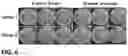 Fig. 07 - SANITARY ABSORBENT ARTICLE COMPRISING LACTOBACILLUS FORMULATION EFFECTIVE FOR DEODORIZATION