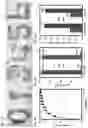 Fig. 12 - Arbitrarily shaped, deep sub-wavelength acoustic manipulation for microparticle and cell patterning