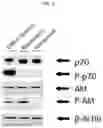 Fig. 03 - ENTEROVIRUS INHIBITOR