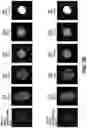 Fig. 08 - Methods of generating nanoarrays and microarrays