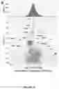 Fig. 08 - METHODS FOR THE FRACTIONATION OF PROTEINS