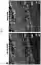Fig. 02 - Peptide, compositions and method for delivery of agents into cells and tissues