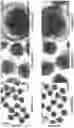 Fig. 07 - DELIVERY PEPTIDES AND METHODS OF USING THE SAME