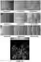 Fig. 09 - DELIVERY PEPTIDES AND METHODS OF USING THE SAME