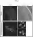 Fig. 09 - NUCLEIC ACID-BINDING PROTEIN