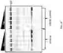 Fig. 09 - ANTIBODIES WITH ENGINEERED CH2 DOMAINS, COMPOSITIONS THEREOF AND METHODS OF USING THE SAME