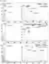 Fig. 20 - NOVEL CTHRC1-SPECIFIC ANTIBODY AND USE THEREOF