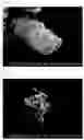 Fig. 02 - Liquid crystal polymer powder and method of producing the liquid crystal polymer powder