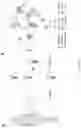 Fig. 19 - METHODS AND APPLICATIONS FOR CELL BARCODING