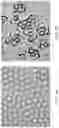 Fig. 09 - Systems including Janus droplets with binding moieties for a virus, a pathogen or a bacterium