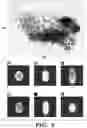 Fig. 04 - SYSTEM AND METHOD FOR AUTOMATICALLY DISCOVERING, CHARACTERIZING, CLASSIFYING AND SEMI-AUTOMATICALLY LABELING ANIMAL BEHAVIOR AND QUANTITATIVE PHENOTYPING OF BEHAVIORS IN ANIMALS