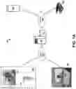 Fig. 02 - Radiotherapy methods, systems, and workflow-oriented graphical user interfaces