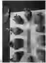 Fig. 02 - Methods of making and using strawberry plants resistant to fusarium oxysporum