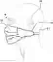 Fig. 01 - Sanitary Face Mask Assembly