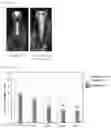 Fig. 02 - DENTAL ROOT CANAL FILLING MATERIAL COMPOSITION