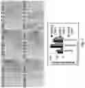 Fig. 04 - Soy-derived bioactive peptides for use in compositions and methods for wound healing, tissue engineering, and regenerative medicine