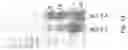Fig. 14 - Soy-derived bioactive peptides for use in compositions and methods for wound healing, tissue engineering, and regenerative medicine