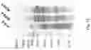 Fig. 16 - Soy-derived bioactive peptides for use in compositions and methods for wound healing, tissue engineering, and regenerative medicine