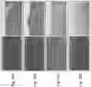 Fig. 27 - Soy-derived bioactive peptides for use in compositions and methods for wound healing, tissue engineering, and regenerative medicine