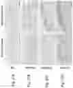 Fig. 29 - Soy-derived bioactive peptides for use in compositions and methods for wound healing, tissue engineering, and regenerative medicine