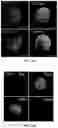 Fig. 02 - Decellularized extracellular matrix, preparation process and uses thereof