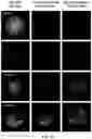 Fig. 04 - Decellularized extracellular matrix, preparation process and uses thereof