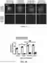 Fig. 06 - Decellularized extracellular matrix, preparation process and uses thereof