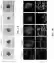 Fig. 07 - Decellularized extracellular matrix, preparation process and uses thereof