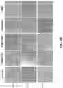 Fig. 10 - Decellularized extracellular matrix, preparation process and uses thereof