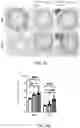 Fig. 12 - Decellularized extracellular matrix, preparation process and uses thereof