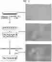 Fig. 02 - Stem Cell Aggregates and Methods for Making and Using