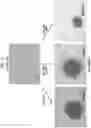 Fig. 03 - Stem Cell Aggregates and Methods for Making and Using