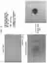 Fig. 06 - Stem Cell Aggregates and Methods for Making and Using