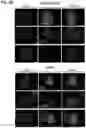 Fig. 22 - METHODS OF CULTURING HUMAN PLURIPOTENT CELLS