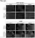 Fig. 32 - METHODS OF CULTURING HUMAN PLURIPOTENT CELLS