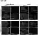 Fig. 33 - METHODS OF CULTURING HUMAN PLURIPOTENT CELLS
