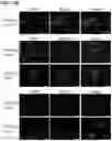 Fig. 44 - METHODS OF CULTURING HUMAN PLURIPOTENT CELLS