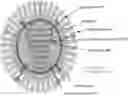 Fig. 01 - VIRAL VACCINES AND METHODS OF FORMING THE SAME