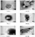 Fig. 02 - VIRAL VACCINES AND METHODS OF FORMING THE SAME