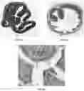 Fig. 07 - VIRAL VACCINES AND METHODS OF FORMING THE SAME
